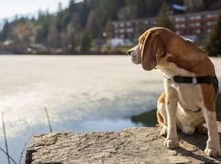 chien courant suisse